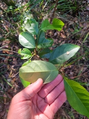 Glochidion ferdinandi