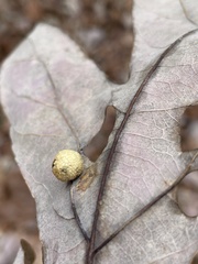 Acraspis pezomachoides