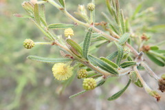 Acacia aspera