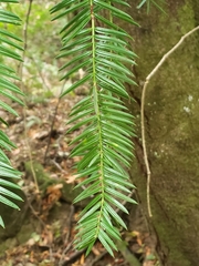 Sequoia sempervirens