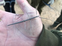 Parabacillus hesperus