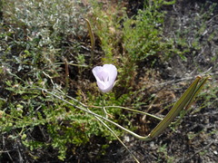 Calochortus splendens