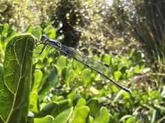 Austrolestes colensonis