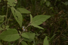 Solanum hapalum