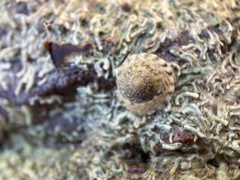 Bembicium