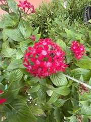 Pentas