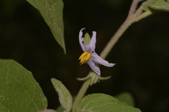 Solanum hapalum