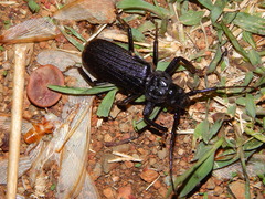 Aulacopus reticulatus