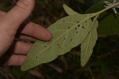 Solanum hapalum