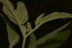 Solanum hapalum