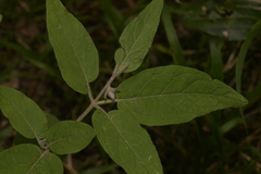Solanum hapalum