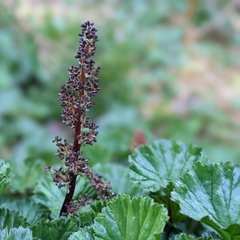 Gunnera magellanica