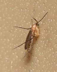 Keroplatidae