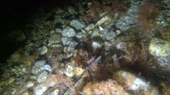 Stephanolepis hispida