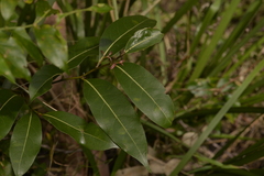 Cryptocarya microneura