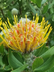 Leucospermum × hybridum