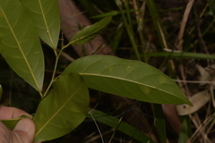 Cryptocarya microneura