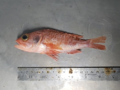 Helicolenus dactylopterus