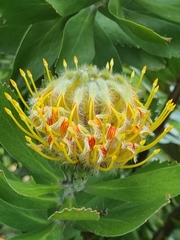 Leucospermum × hybridum