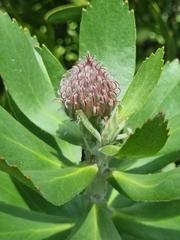 Leucospermum × hybridum