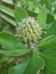 Leucospermum × hybridum