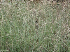 Chloris divaricata cynodontoides