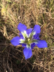Gentiana autumnalis