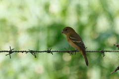 Sporophila minuta image