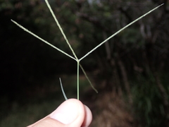Chloris divaricata cynodontoides