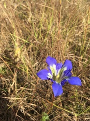 Gentiana autumnalis