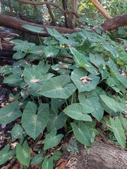 Xanthosoma robustum
