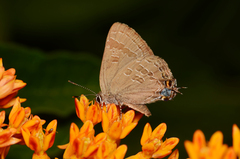 Satyrium caryaevorus