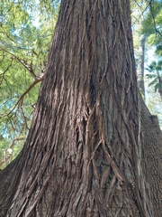Taxodium mucronatum