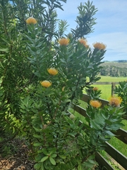 Leucospermum × hybridum