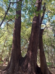 Taxodium mucronatum