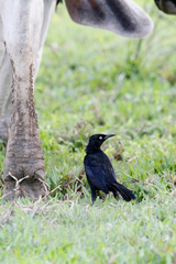 Quiscalus nicaraguensis