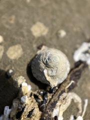 Bembicium nanum