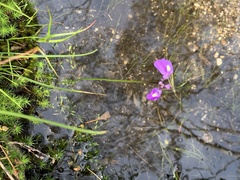 Utricularia dichotoma
