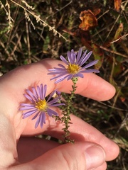 Symphyotrichum walteri