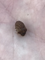 Sphyrocoris obliquus