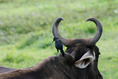 Quiscalus nicaraguensis