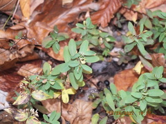 Hypericum hypericoides