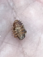 Sphyrocoris obliquus