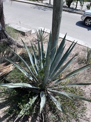 Agave tequilana