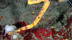 Hyattella cavernosa