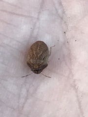 Sphyrocoris obliquus