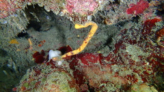 Hyattella cavernosa