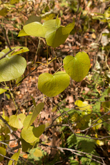 Menispermum canadense