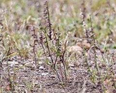 Carrichtera annua