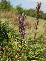 Gentianella lutescens